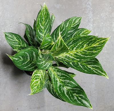 6" Aglaonema Golden Madonna